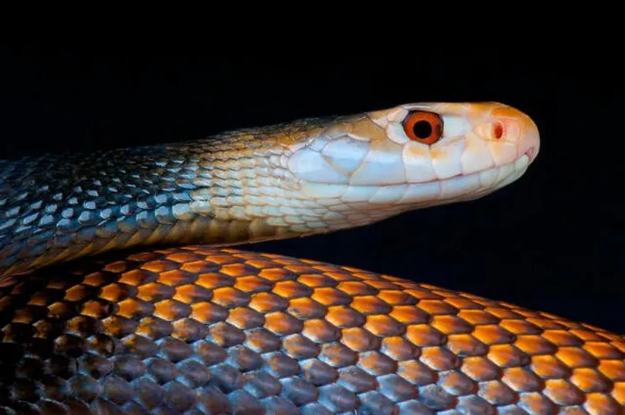 Framed Print : Taipan / Oxyuranus scutellatus Framed Print : Taipan / Oxyuranus scutellatus