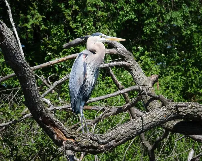 Framed Print : Taken from a canoe; a great blue heron is framed by tree branches as it stands on the shore of a creek Framed Print : Taken from a canoe; a great blue heron is framed by tree branches as it stands on the shore of a creek