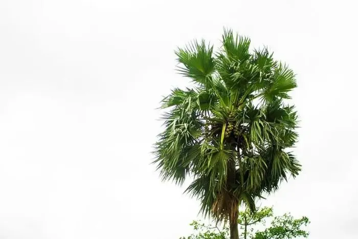 Framed Print : Tal gach. English name: Palmyra-palm, Brab Tree. Habitat :Borassus flabellifer Framed Print : Tal gach. English name: Palmyra-palm, Brab Tree. Habitat :Borassus flabellifer
