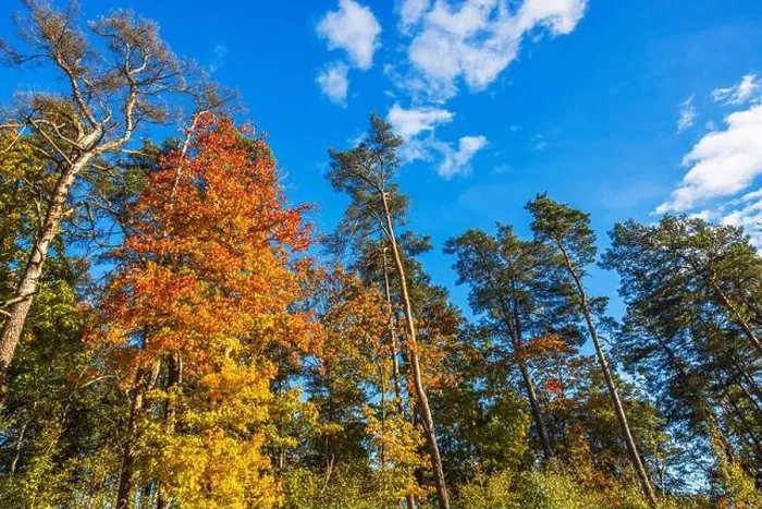 Framed Print : Tall autumn trees with colorful leaves against bright blue sky on sunny day in peaceful forest. Sweden Framed Print : Tall autumn trees with colorful leaves against bright blue sky on sunny day in peaceful forest. Sweden