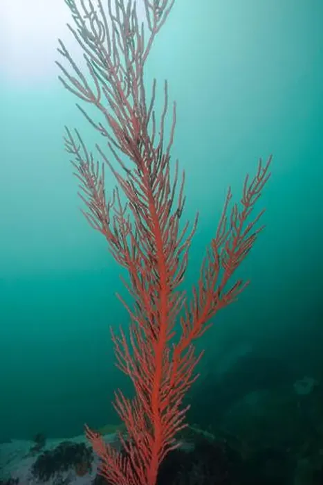 Framed Print : A tall growing Palmate sea fan (Leptogoria palma) bright orange color with turquoise background Framed Print : A tall growing Palmate sea fan (Leptogoria palma) bright orange color with turquoise background