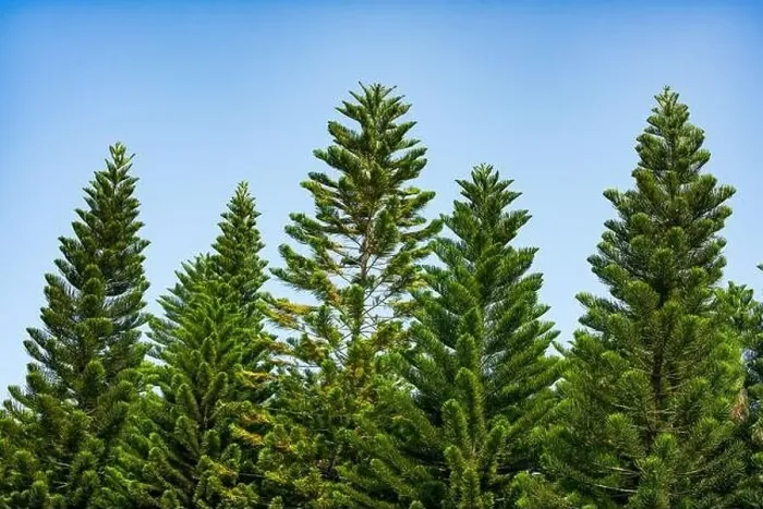 Framed Print : Tall pine trees close-up in the park Framed Print : Tall pine trees close-up in the park