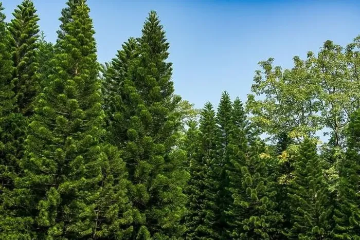 Framed Print : Tall pine trees close-up in the park Framed Print : Tall pine trees close-up in the park