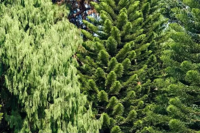 Framed Print : Tall pine trees close-up in the park Framed Print : Tall pine trees close-up in the park