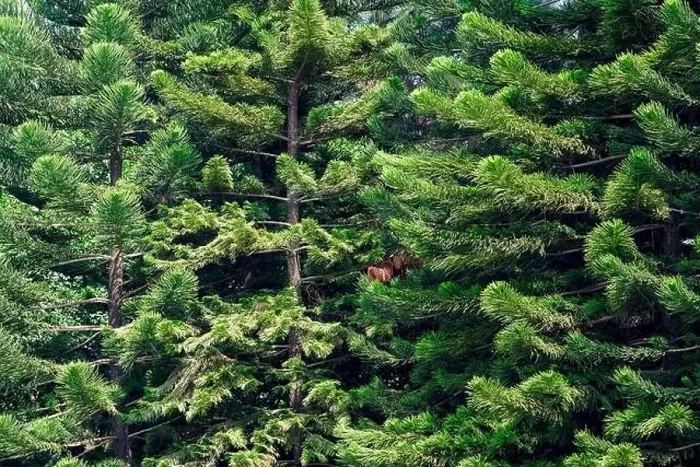 Framed Print : Tall pine trees close-up in the park Framed Print : Tall pine trees close-up in the park