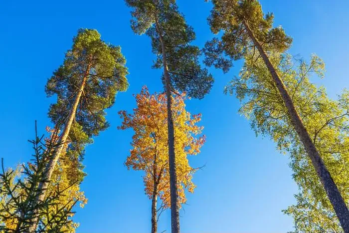 Framed Print : Tall pine trees and maple tree with autumn foliage against bright blue sky in forest scene. Sweden Framed Print : Tall pine trees and maple tree with autumn foliage against bright blue sky in forest scene. Sweden