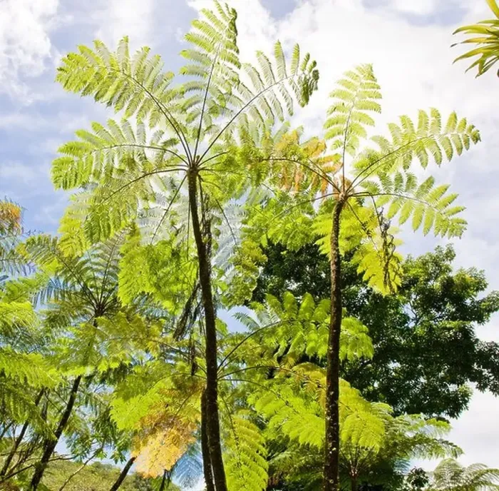 Framed Print : Tall Tree Ferns on the island of Dominica in the West Indies Framed Print : Tall Tree Ferns on the island of Dominica in the West Indies