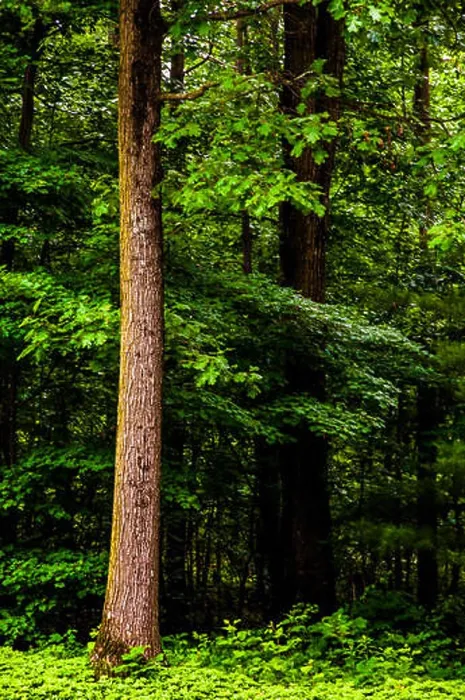 Framed Print : Tall trees in a dense, lush forest Framed Print : Tall trees in a dense, lush forest
