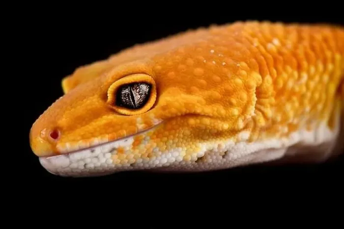 Framed Print : Tangerine leopard gecko (Eublepharis macularius) Framed Print : Tangerine leopard gecko (Eublepharis macularius)