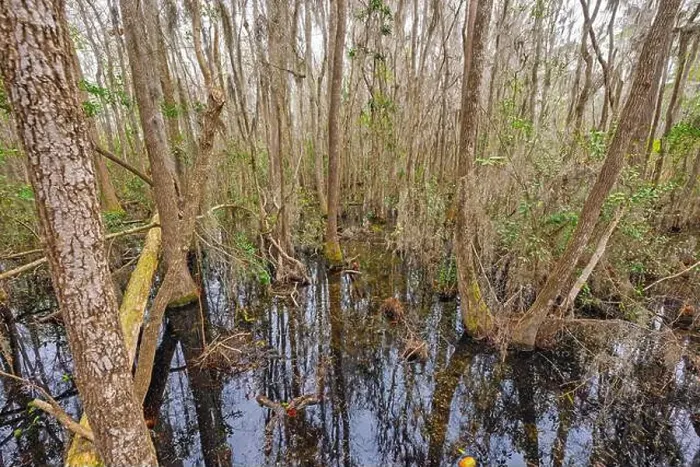 Framed Print : Tangled Forest in Deep in a Swamp in the Okefenokee National Wildlife Refuge in Georgia Framed Print : Tangled Forest in Deep in a Swamp in the Okefenokee National Wildlife Refuge in Georgia