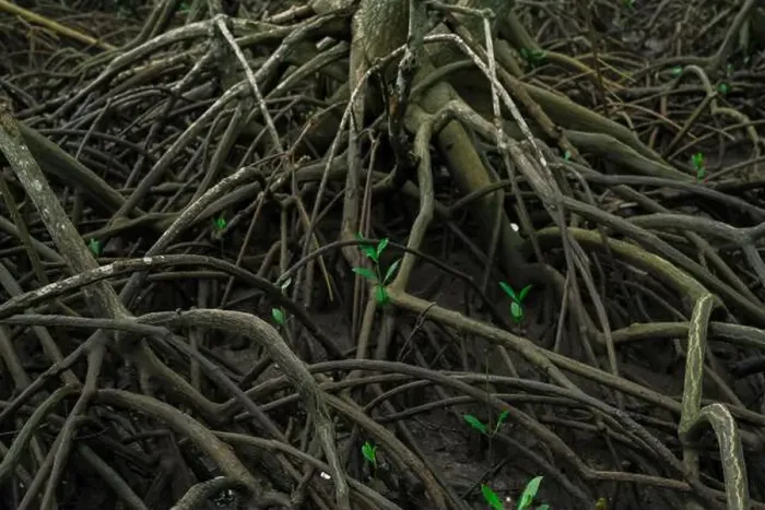 Framed Print : Tangled mangrove roots in lush green swamp forest Framed Print : Tangled mangrove roots in lush green swamp forest