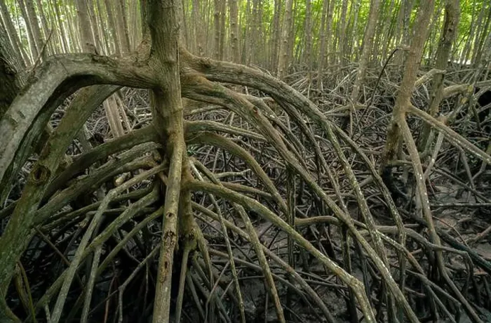 Framed Print : Tangled mangrove roots in muddy coastal swamp Framed Print : Tangled mangrove roots in muddy coastal swamp
