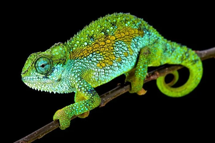 Framed Print : Tanzanian Montane Dwarf Chameleon (Trioceros sternfeldi) Framed Print : Tanzanian Montane Dwarf Chameleon (Trioceros sternfeldi)