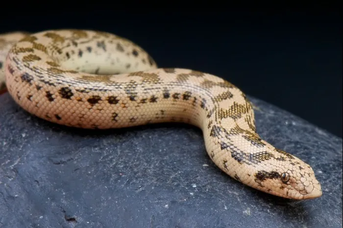 Framed Print : Tartar sand boa / Eryx tatricus Framed Print : Tartar sand boa / Eryx tatricus