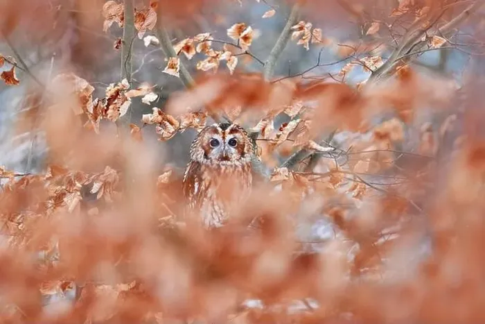Framed Print : Tawny owl hidden in the fall wood Framed Print : Tawny owl hidden in the fall wood