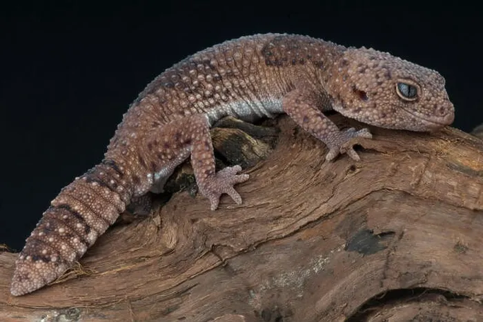 Framed Print : Taylor's fat-tailed gecko / Hemitheconyx taylori Framed Print : Taylor's fat-tailed gecko / Hemitheconyx taylori