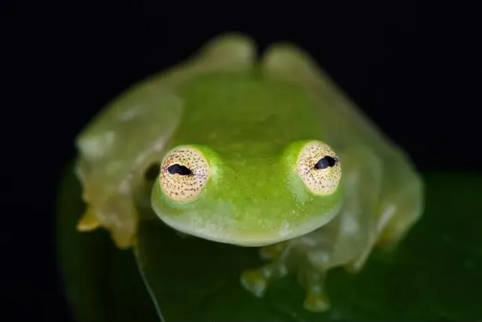 Framed Print : Taylor's glassfrog (Hyalinobatrachium taylori) Framed Print : Taylor's glassfrog (Hyalinobatrachium taylori)
