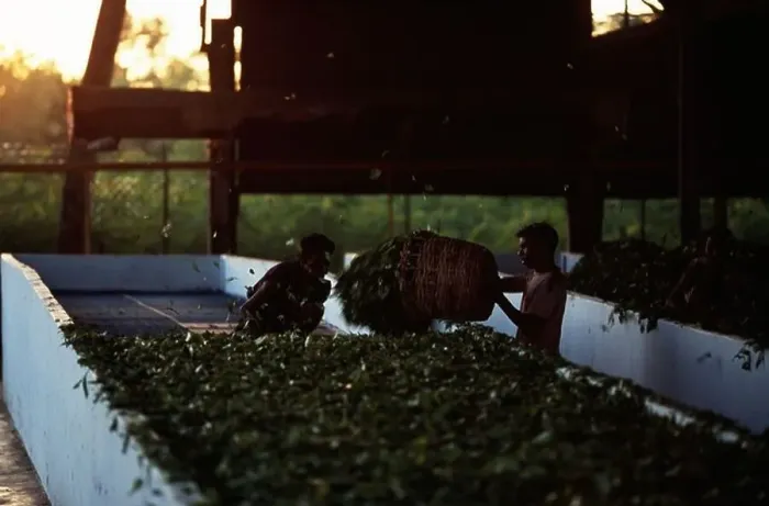 Framed Print : Tea drying at Mancotta Tea Estate near Dibrugarh, Assam, India, Asia Framed Print : Tea drying at Mancotta Tea Estate near Dibrugarh, Assam, India, Asia