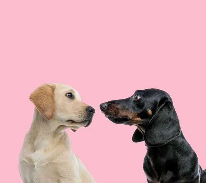 Framed Print : team of labrador retriever and teckel dachshund looking at each other on pink background Framed Print : team of labrador retriever and teckel dachshund looking at each other on pink background