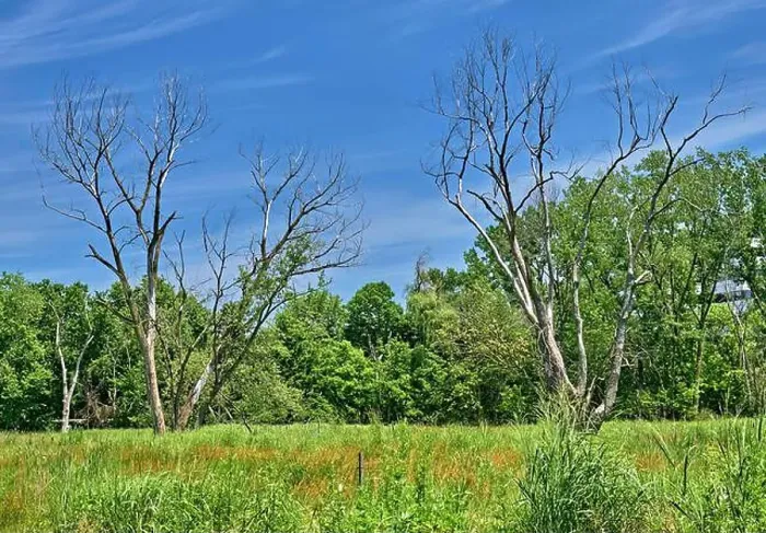 Framed Print : Teaneck Creek Conservancy in Teaneck, NJ, USA. A beautiful wetland scene, with blue skys and a two dead trees on a meadow Framed Print : Teaneck Creek Conservancy in Teaneck, NJ, USA. A beautiful wetland scene, with blue skys and a two dead trees on a meadow