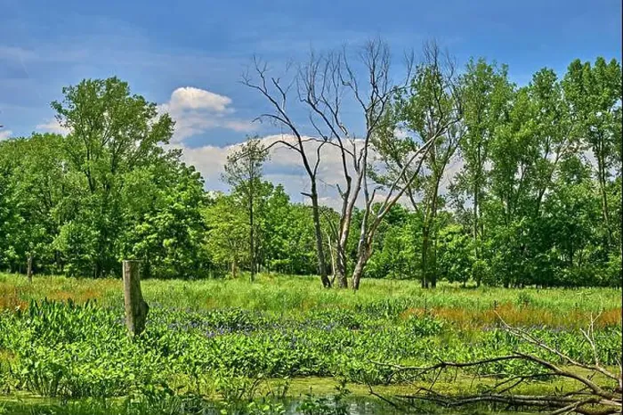 Framed Print : Teaneck Creek Conservancy in Teaneck Framed Print : Teaneck Creek Conservancy in Teaneck