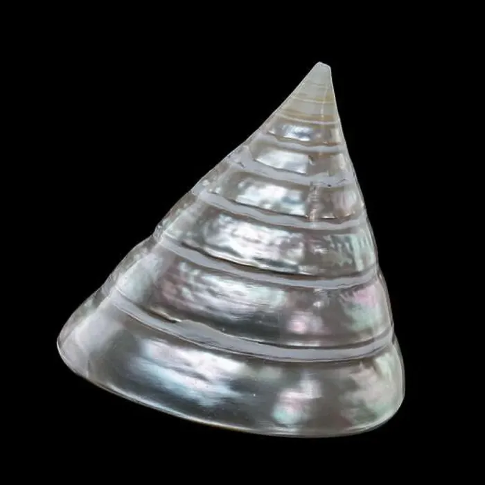 Framed Print : Tectus pyramis pearl shell on black background Framed Print : Tectus pyramis pearl shell on black background