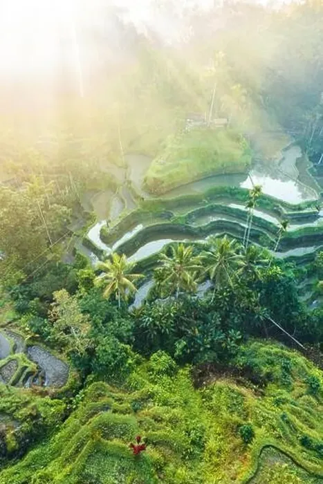 Framed Print : Tegalalang Rice Terrace at sunrise, Bali Framed Print : Tegalalang Rice Terrace at sunrise, Bali