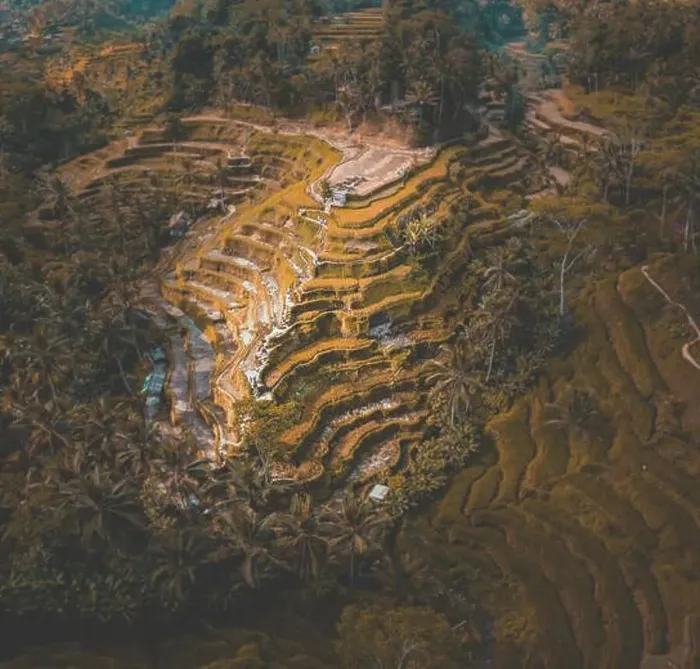 Framed Print : Tegallalang Rice Terraces from above, in Ubud, Bali, Indonesia Framed Print : Tegallalang Rice Terraces from above, in Ubud, Bali, Indonesia