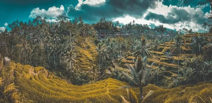 Framed Print : Tegallalang Rice Terraces from above, in Ubud, Bali, Indonesia Framed Print : Tegallalang Rice Terraces from above, in Ubud, Bali, Indonesia