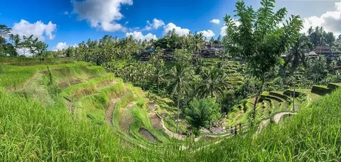 Framed Print : Tegallalang Rice Terraces from above, in Ubud, Bali, Indonesia Framed Print : Tegallalang Rice Terraces from above, in Ubud, Bali, Indonesia