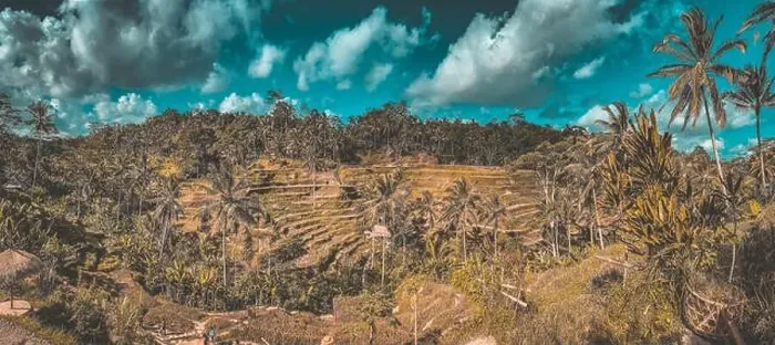 Framed Print : Tegallalang Rice Terraces from above, in Ubud, Bali, Indonesia Framed Print : Tegallalang Rice Terraces from above, in Ubud, Bali, Indonesia