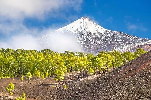 Teide National Park, Tenerife, Canary Islands, Spain