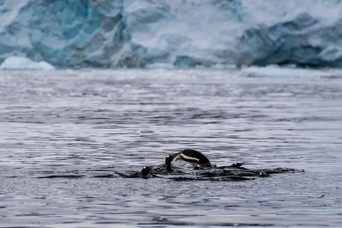 Framed Print : Telephoto of a group of Gentoo Penguins -Pygoscelis papua- jumping and swimming among the Antarctic sea ice