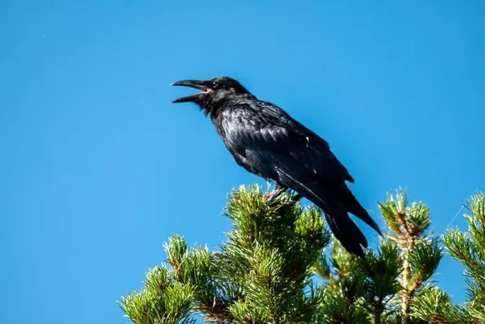 Framed Print : Telephoto Picture of a Raven Calling Framed Print : Telephoto Picture of a Raven Calling