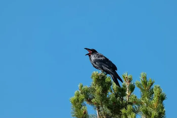 Framed Print : Telephoto Picture of a Raven Calling Framed Print : Telephoto Picture of a Raven Calling