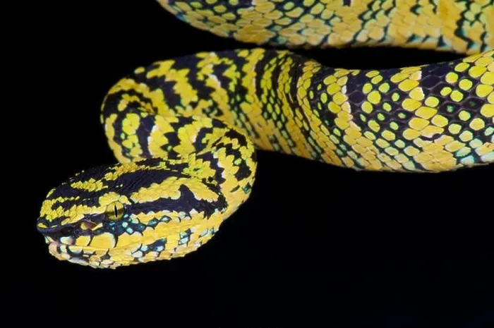 Framed Print : Temple viper / Tropidolaemus wagleri Framed Print : Temple viper / Tropidolaemus wagleri