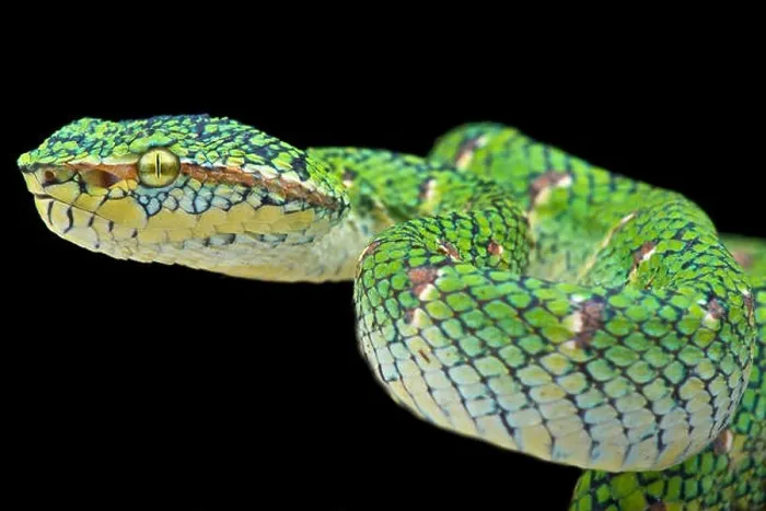 Framed Print : Temple viper (Tropidolaemus wagleri lowland') Framed Print : Temple viper (Tropidolaemus wagleri lowland')