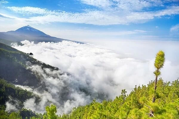 Tenerife - Teide Volcano Mount above sea of clouds, Canary Islands, Spain