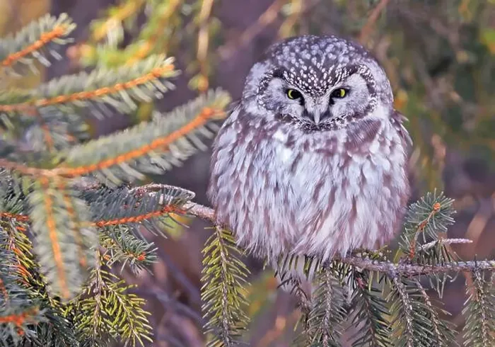 Framed Print : Tengmalm's Owl in a fir tree surrounded by branches in the forest, Quebec, Canada Framed Print : Tengmalm's Owl in a fir tree surrounded by branches in the forest, Quebec, Canada