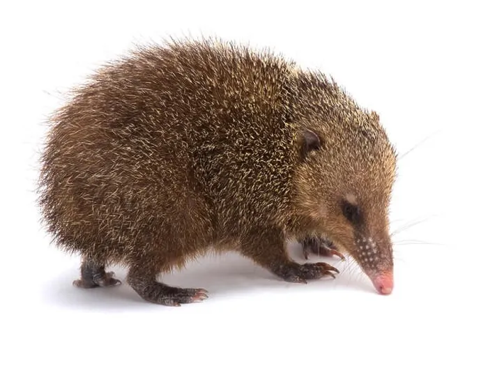 Framed Print : Tenrec (Tenrec ecaudatus) Framed Print : Tenrec (Tenrec ecaudatus)