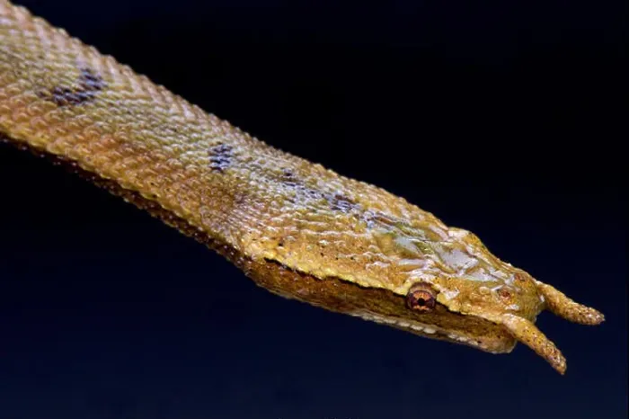 Framed Print : Tentacled snake (Erpeton tentaculatum) Framed Print : Tentacled snake (Erpeton tentaculatum)