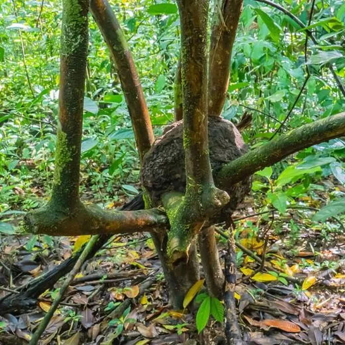 Framed Print : termite nest developing in the crook of a tree in the rainforest in Corcovado National Park on the Osa Peninsula in Costa Rica Framed Print : termite nest developing in the crook of a tree in the rainforest in Corcovado National Park on the Osa Peninsula in Costa Rica