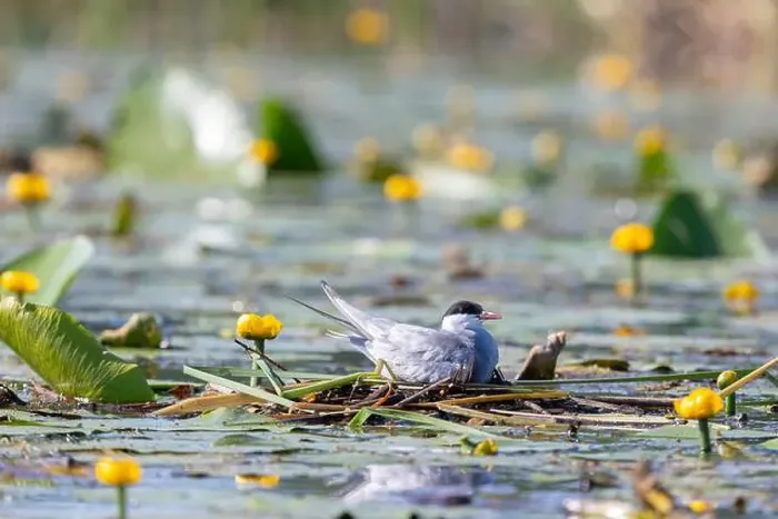 Framed Print : Terns sits among water flowers Framed Print : Terns sits among water flowers