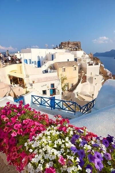 Terrace with blossom flowers, Oia Town, Santorini Island, Cyclades Islands, Greece