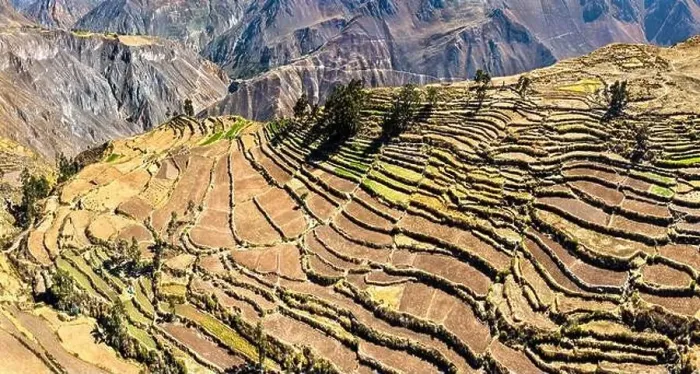 Framed Print : Terraced fields in the Colca Canyon at Cabanaconde in the Arequipa region of Peru