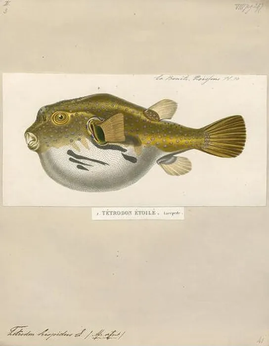 Framed Print : Tetrodon hispidus, Print, 1700-1880 Framed Print : Tetrodon hispidus, Print, 1700-1880