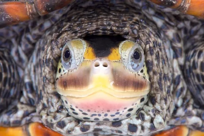 Framed Print : Texas Diamondback terrapin, Malaclemys terrapin littoralis Framed Print : Texas Diamondback terrapin, Malaclemys terrapin littoralis