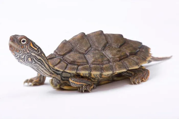 Framed Print : Texas map turtle, Graptemys versa Framed Print : Texas map turtle, Graptemys versa