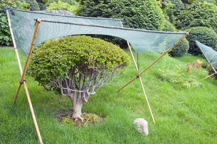 Framed Print : Textile shading netting mesh over dwarf bonsai tree for sun and weather protection and in japanese garden Framed Print : Textile shading netting mesh over dwarf bonsai tree for sun and weather protection and in japanese garden