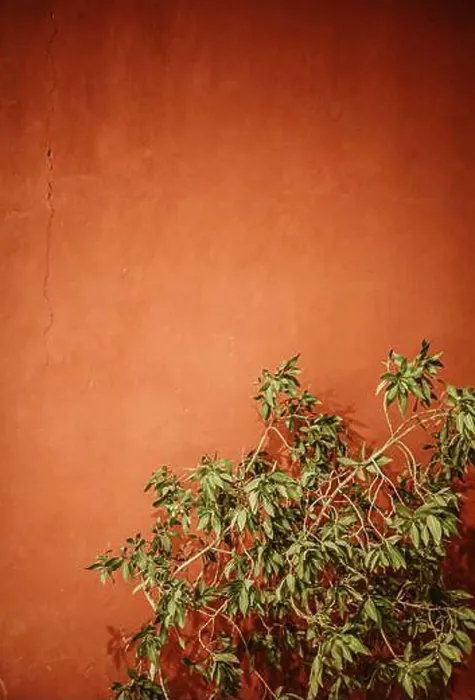 Framed Print : Textured orange wall background with green bush, place for text